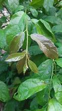 Ehretia asperula